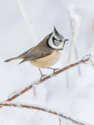 help birds survive winter