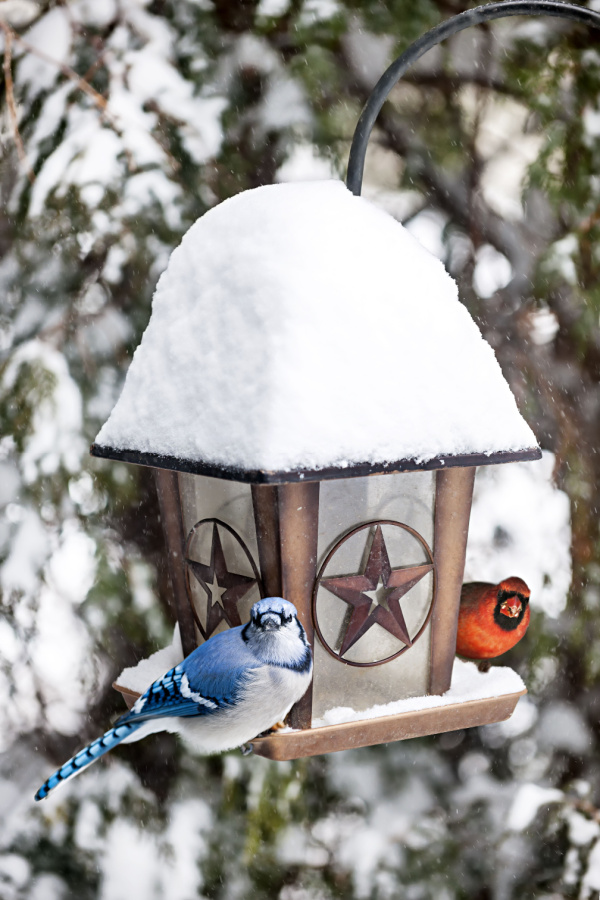 feeding blue jays