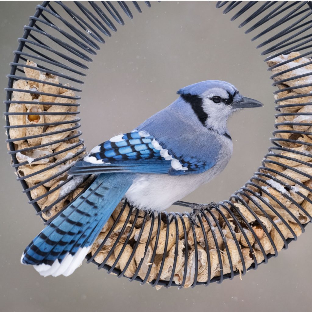 feed blue jays in fall and winter