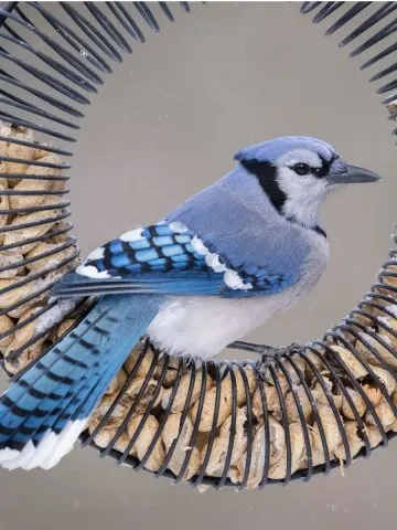 feed blue jays in fall and winter