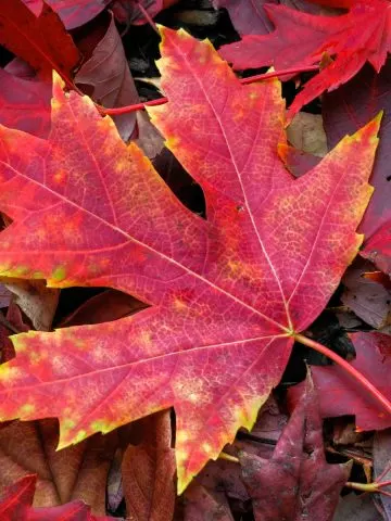 leaves to protect and power a garden