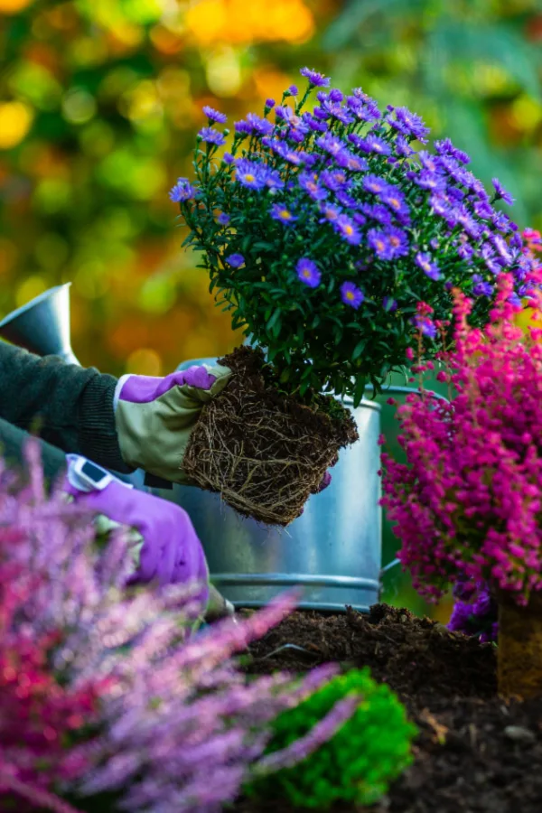 saving potted asters