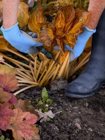 prepare flowerbeds for winter