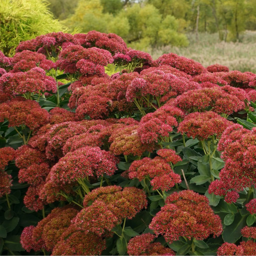 what to do with sedum after it blooms