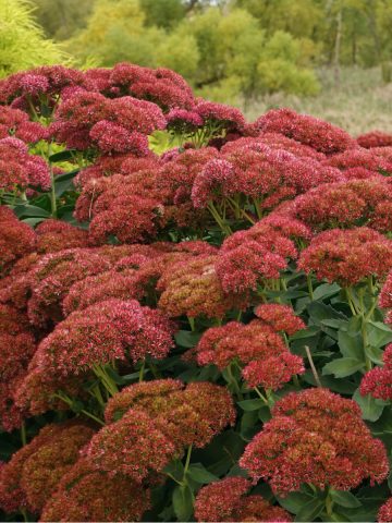 what to do with sedum after it blooms