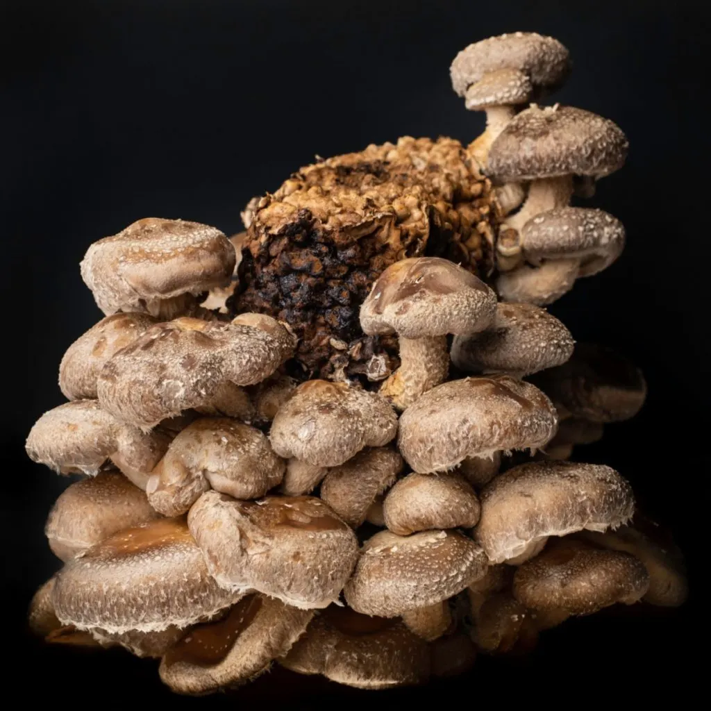 Shitake mushrooms growing indoors