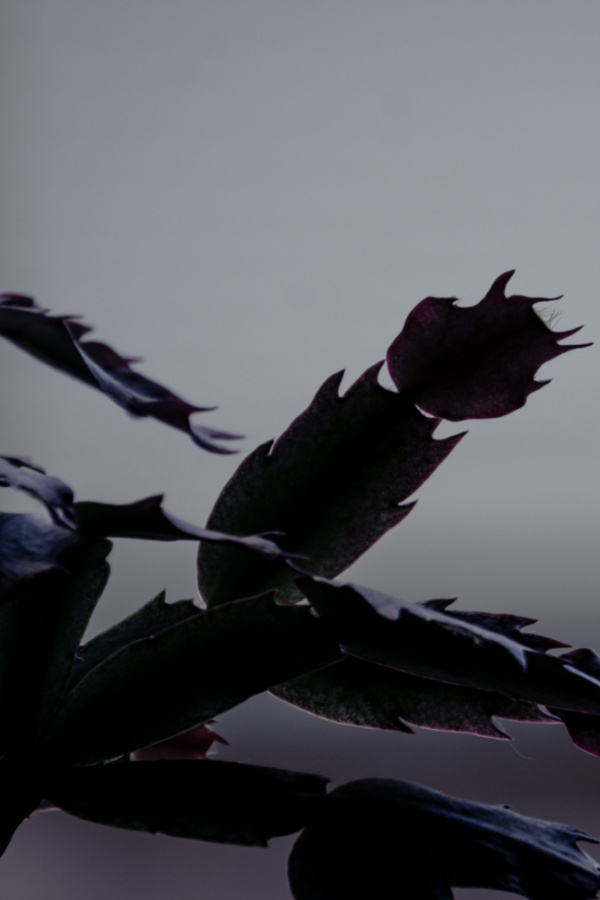 Christmas cactus in the dark