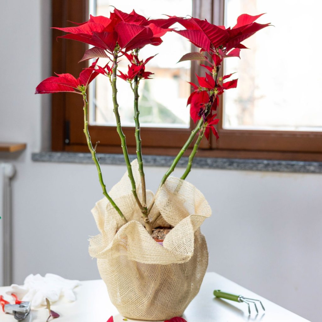 save poinsettia plant after Christmas