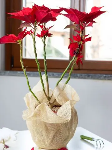 save poinsettia plant after Christmas