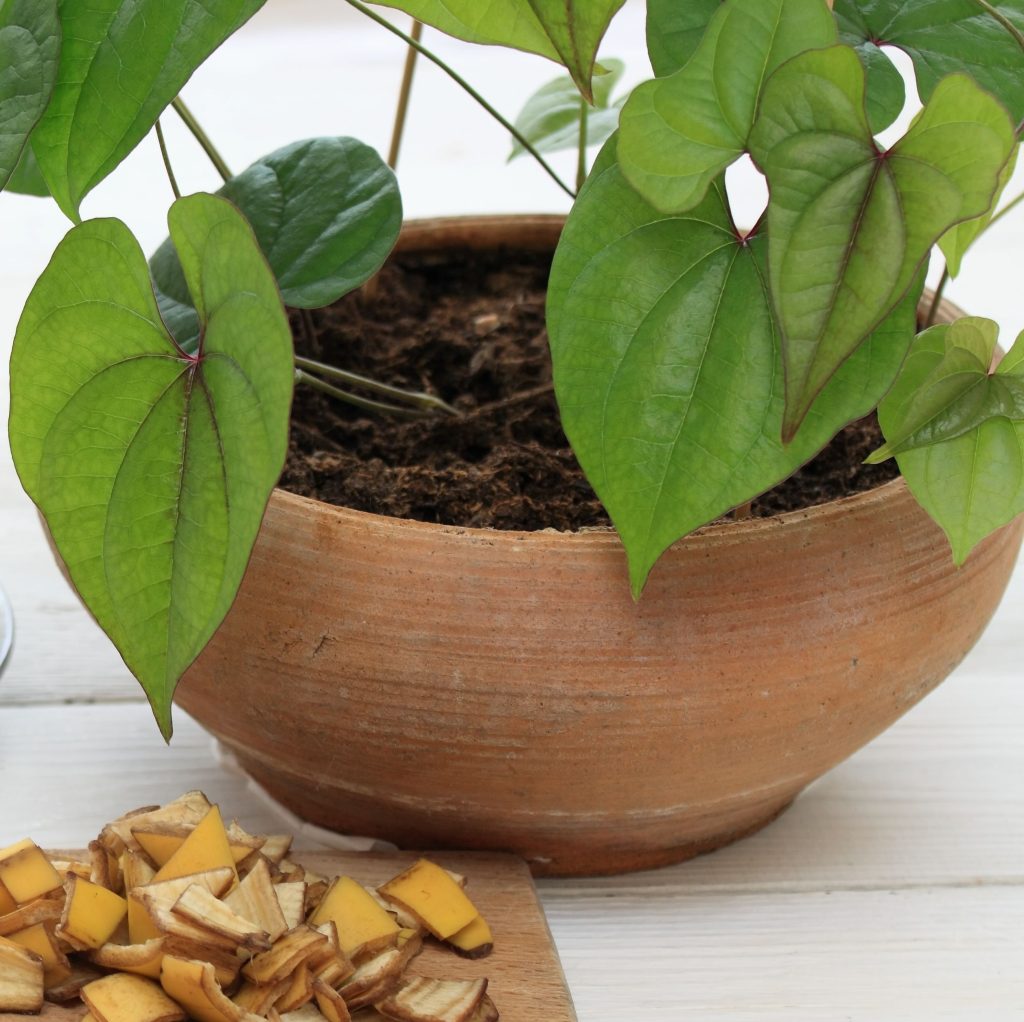 how to use banana peels to fertilize houseplants