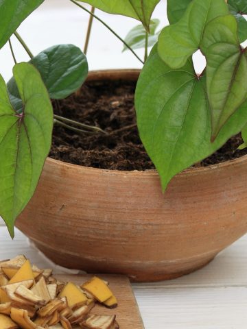 how to use banana peels to fertilize houseplants