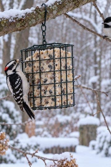 make bird suet