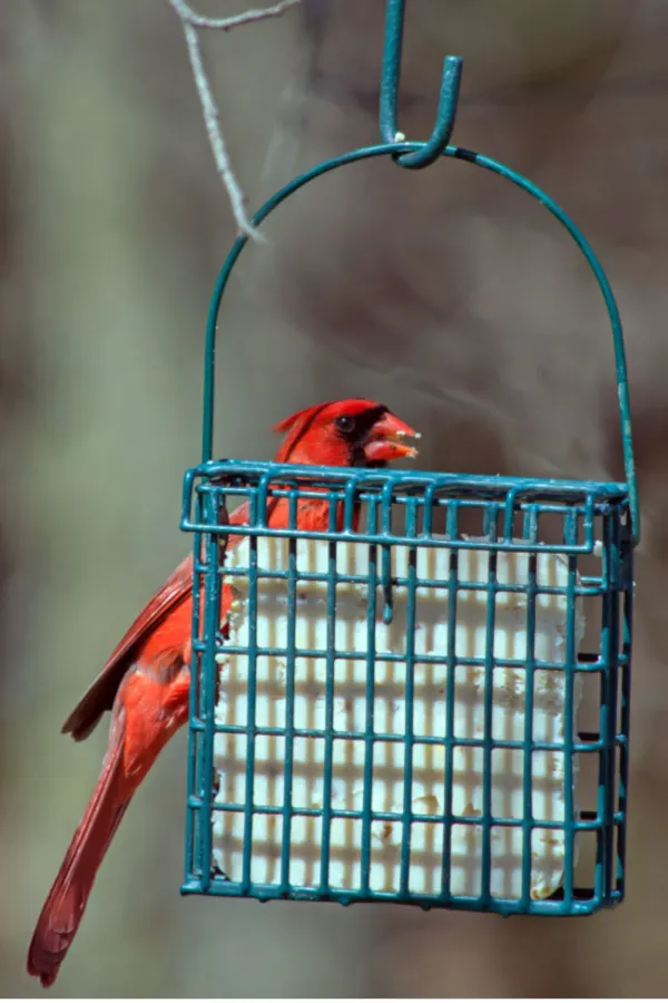 make bird suet for cardinals