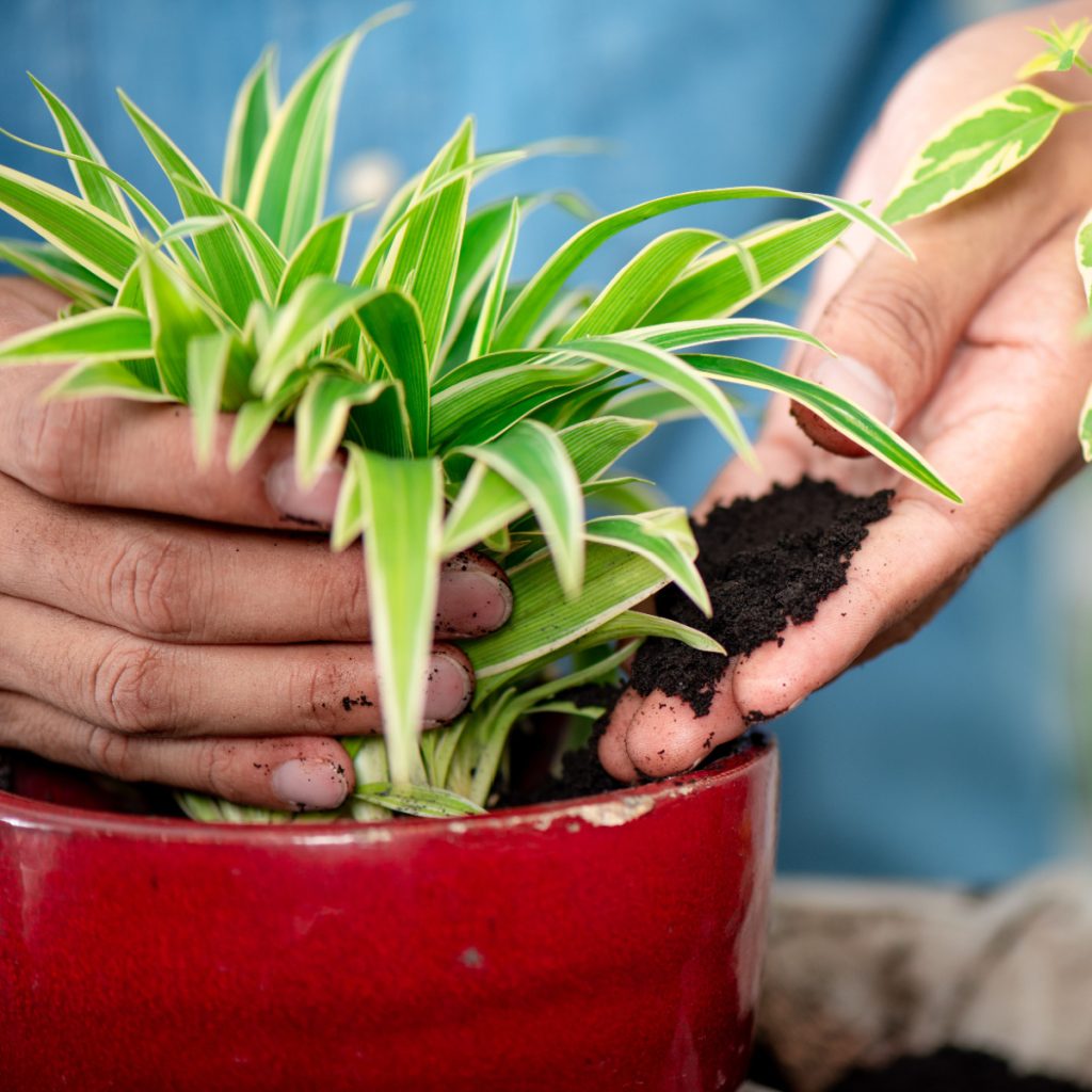 coffee grounds as fertilizer houseplants