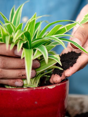 coffee grounds as fertilizer houseplants