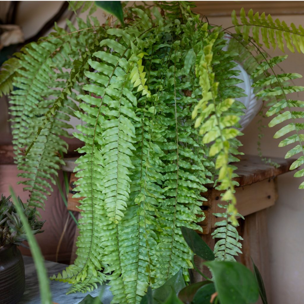 winter fern care