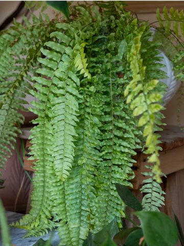 winter fern care