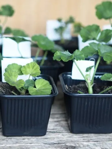 how to start geraniums indoors from seed