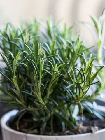 secrets to growing rosemary indoors