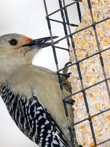 make bird suet at home