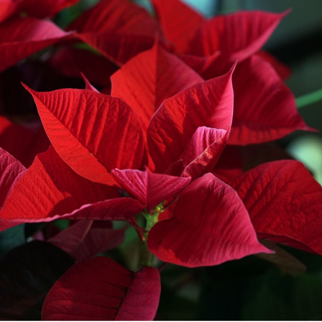 mistakes that ruin poinsettia blooms