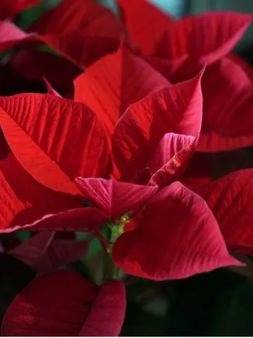 mistakes that ruin poinsettia blooms