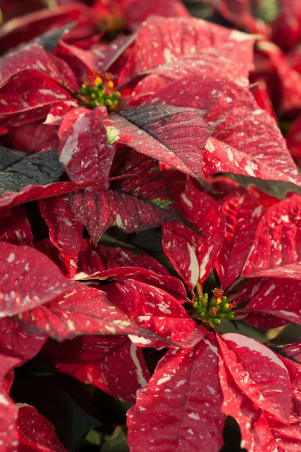 mistakes that ruin poinsettia blooms