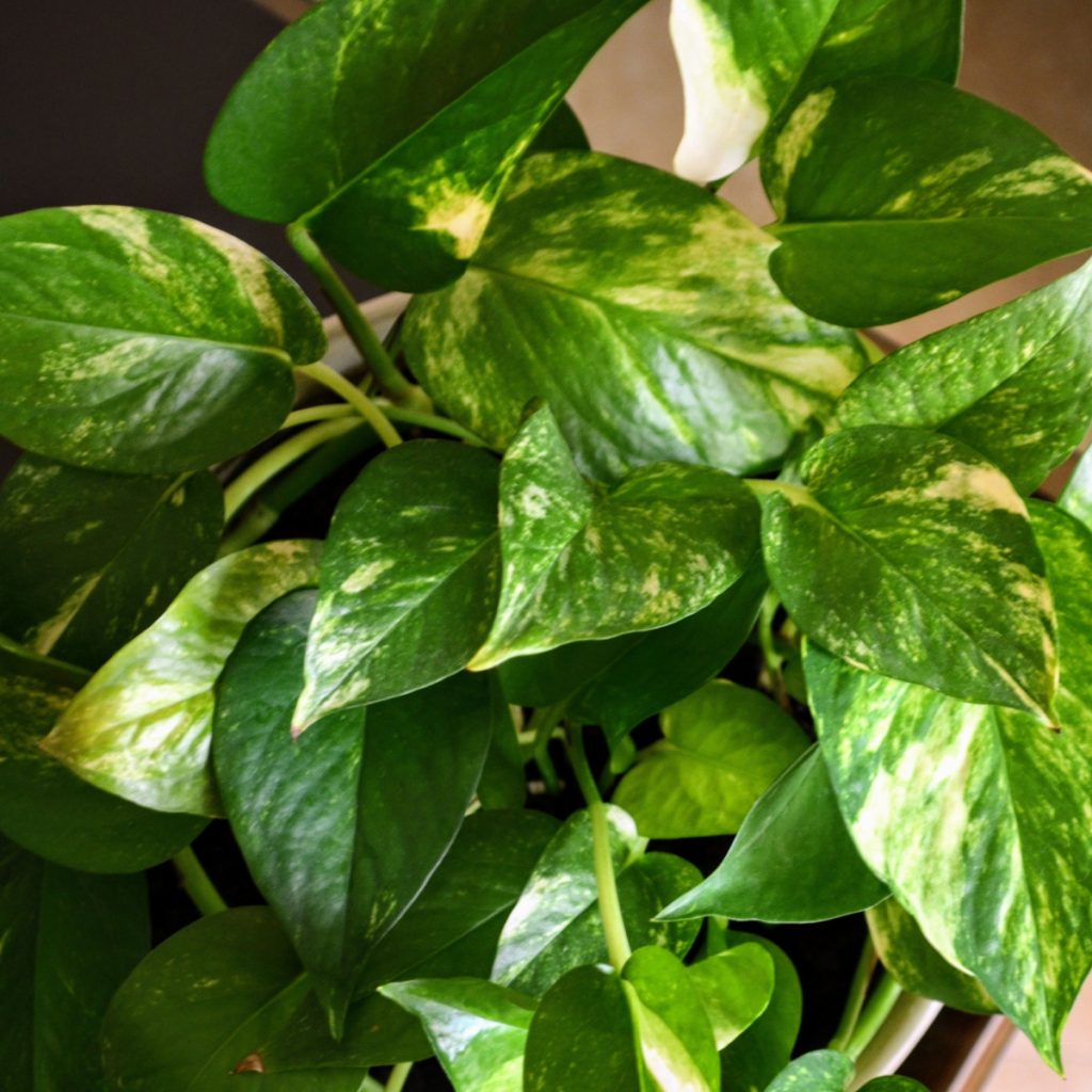 pothos - the perfect houseplant for beginners