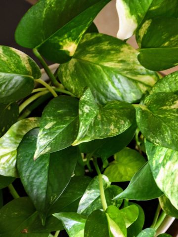 pothos - the perfect houseplant for beginners