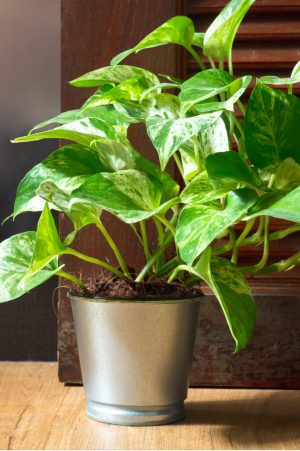 growing pothos - for beginners