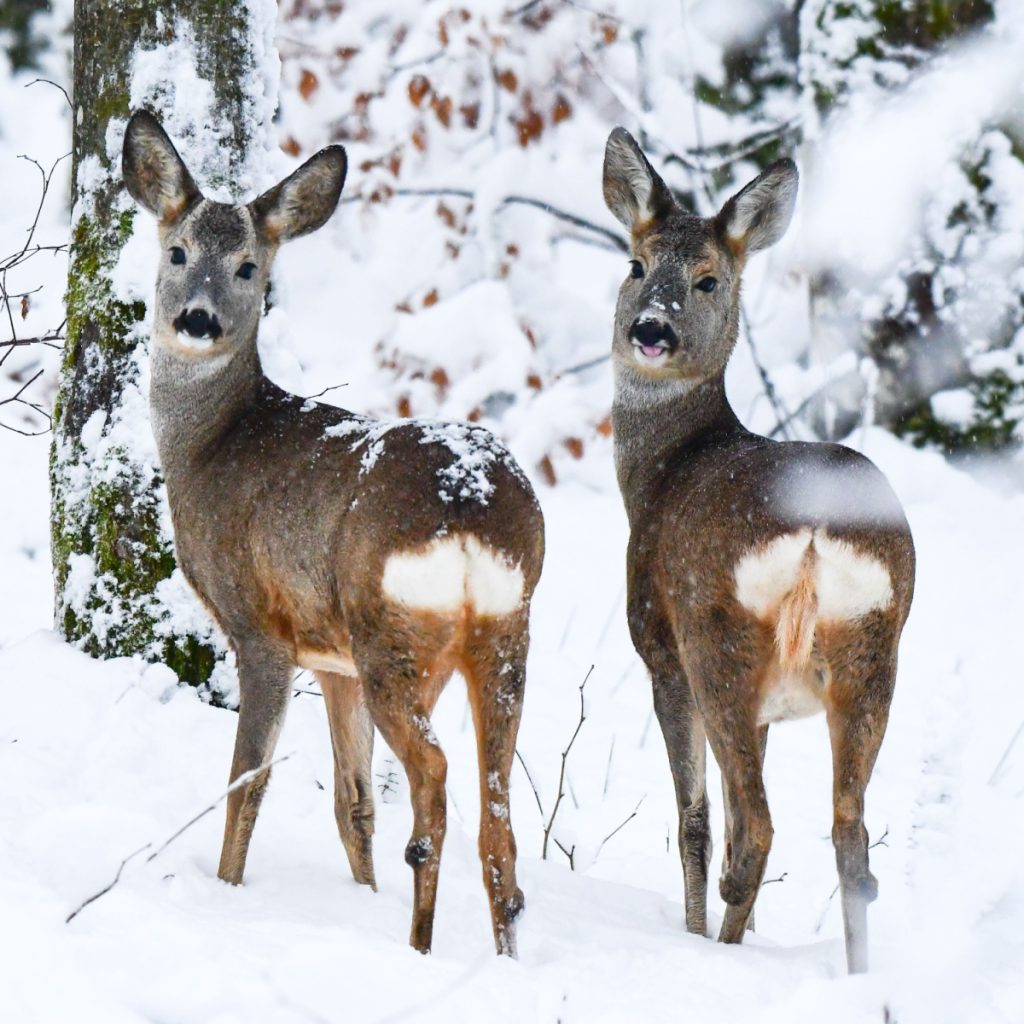 protect deer from plants in the winter