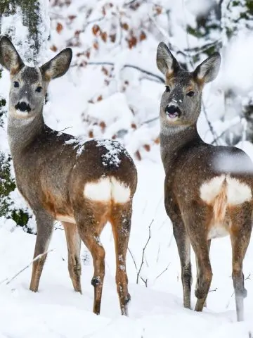 protect deer from plants in the winter