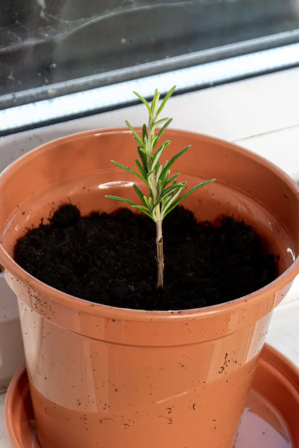 secrets to growing rosemary indoors