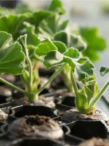 starting geraniums from seed