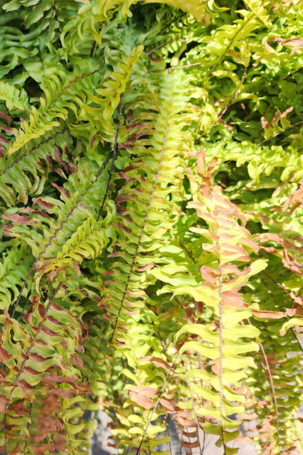 winter fern care - sun burnt fern