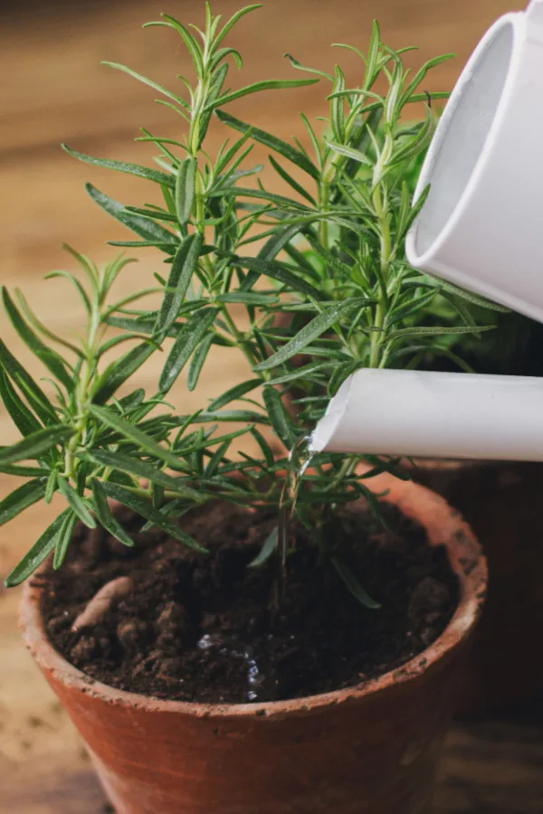 watering herbs