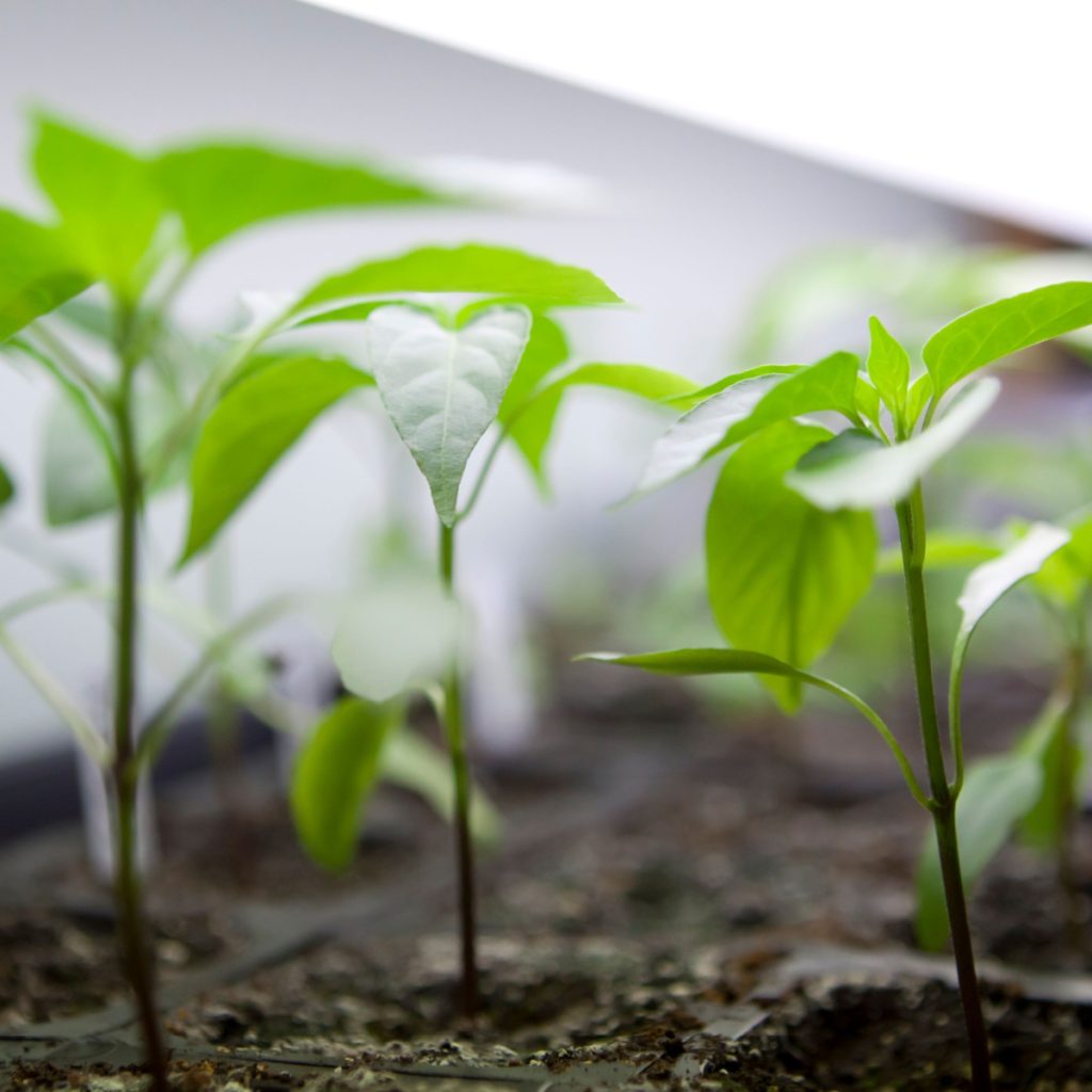 best lights to use to start seeds indoors