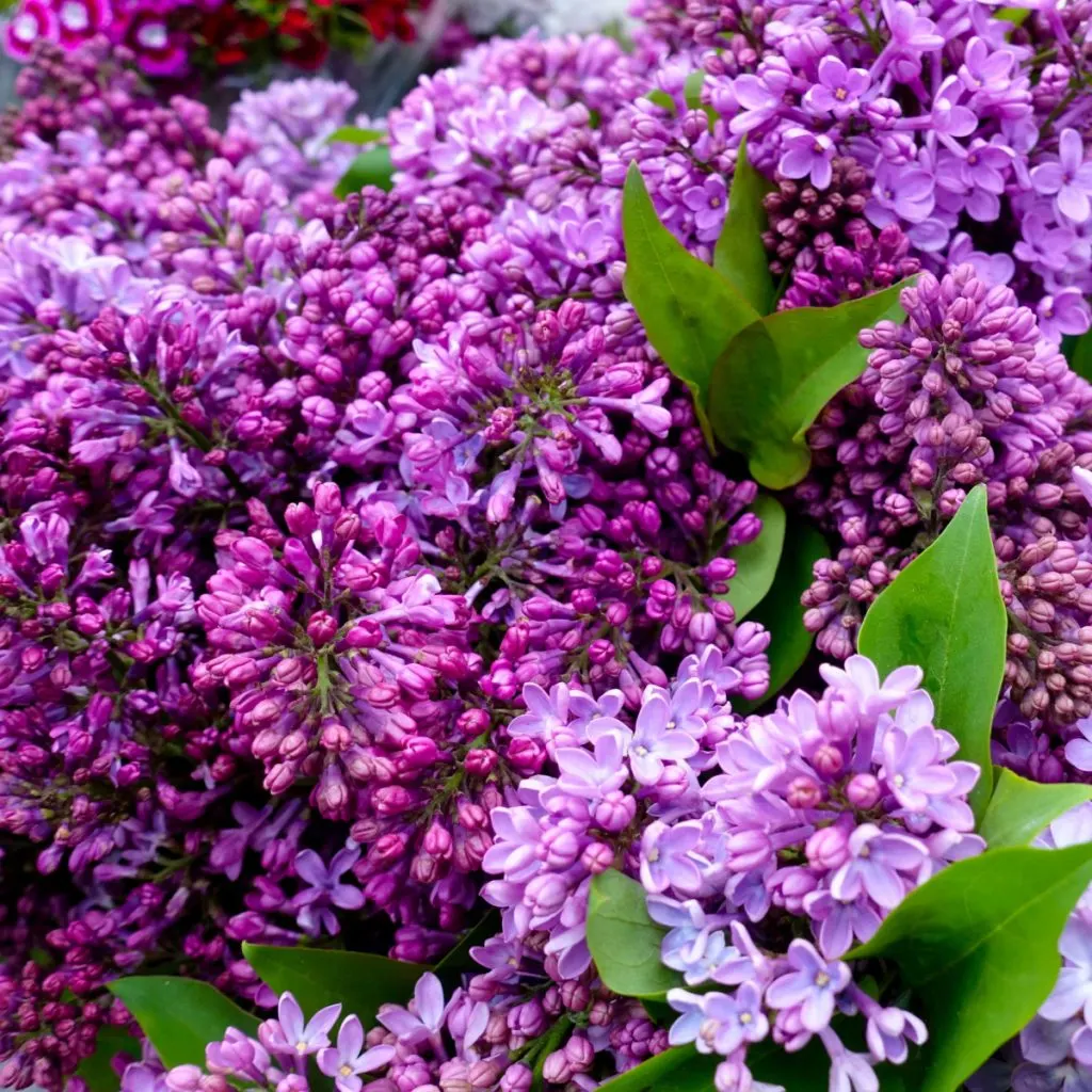 5 Must Have Flowering Shrubs