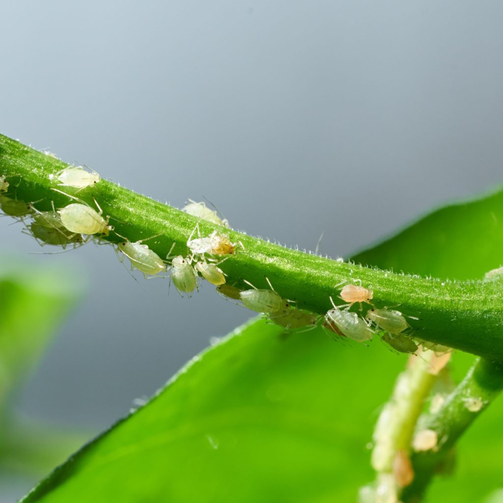 keep houseplants safe from aphids