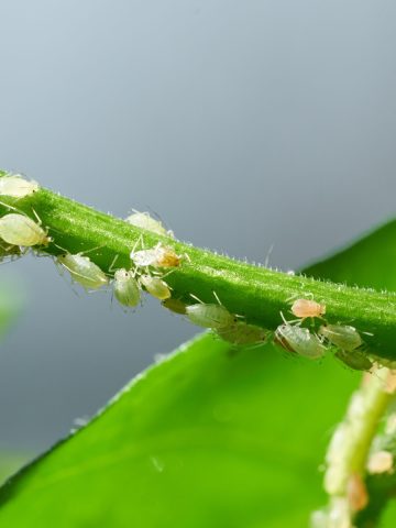 keep houseplants safe from aphids