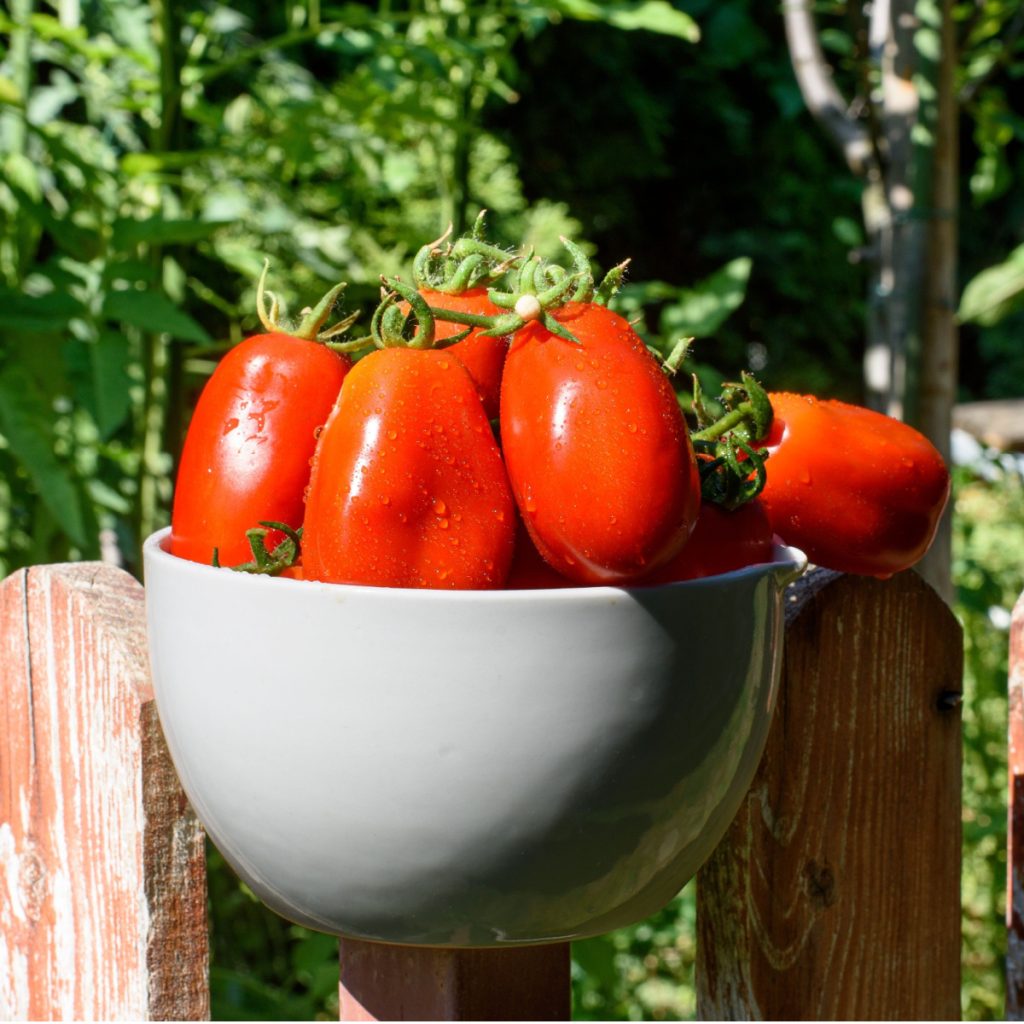 best tomatoes to grow to make salsa