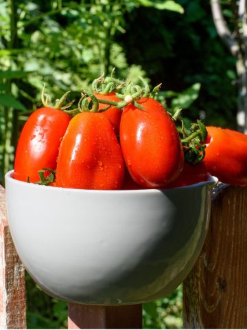 best tomatoes to grow to make salsa