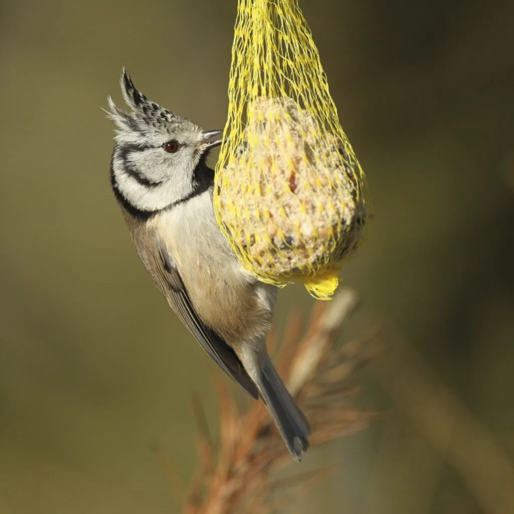 feed birds in winter without a bird feeder