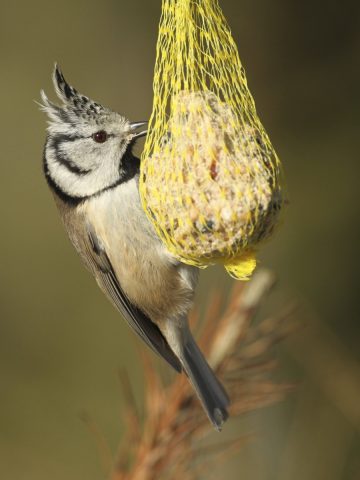 feed birds in winter without a bird feeder