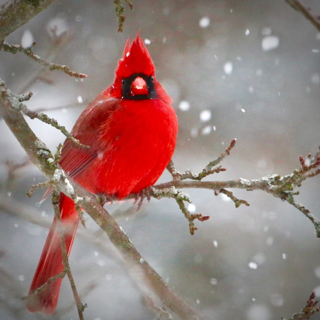 feeding cardinals in the winter