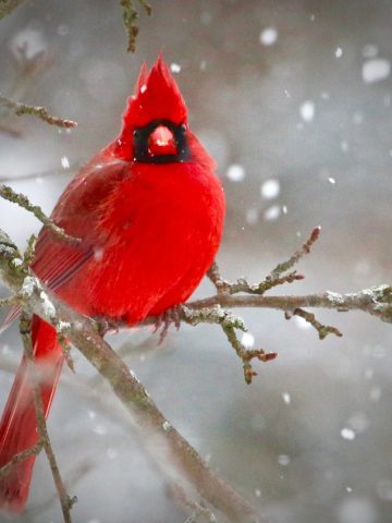 feeding cardinals in the winter