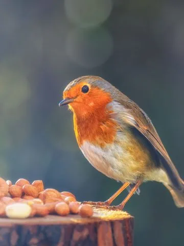 winter bird feeding