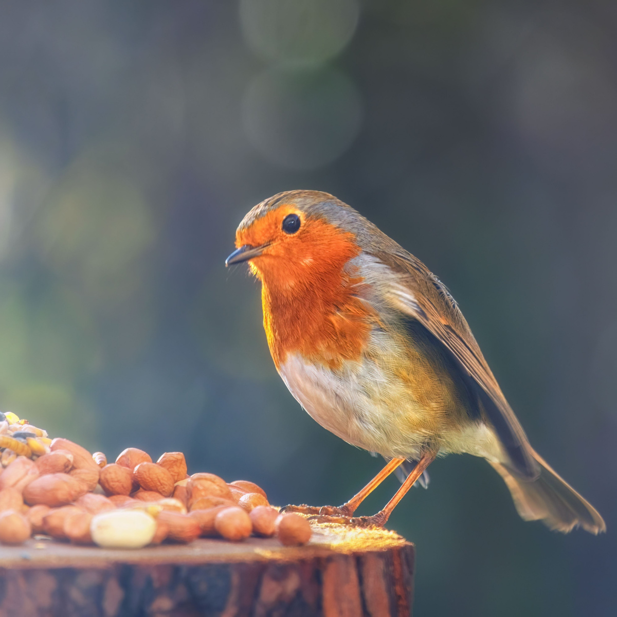 winter bird feeding