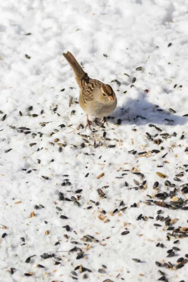 ground feeding birds in the winter without a bird feeder