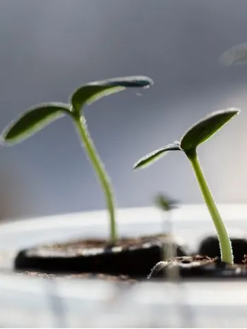 best light to use to start seeds indoors